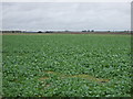 Crop field north of Vacherie Lane