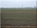 TA1239 : Crop field, Bennigholme Ings by JThomas