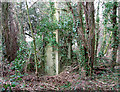 Hut remains in the woods