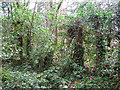 Hut remains in the woods