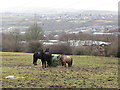 Horses near Pengam in the Rhymney Valley