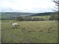 Sheep pasture, north-west of Wood Top Farm [1]