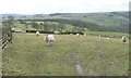 Sheep pasture, north-west of Wood Top Farm [2]