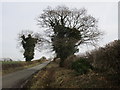 Ivy clad trees