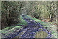 SE9589 : Muddy footpath, Wykeham Forest by Pauline E