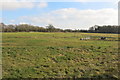 Field near Maresfield recycling plant.