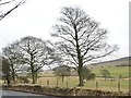 SE0152 : Trees on the south side of Otley Road, east of Skipton by Christine Johnstone