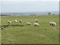 SE2650 : Sheep grazing on Rigton High Moor by Christine Johnstone