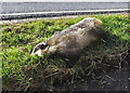 Dead badger, near Barrow