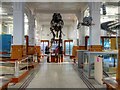SJ8496 : Manchester Museum Fossils Gallery by David Dixon