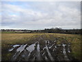 Field north of Doe Bank Farm near Pheasey