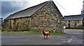 Unusual Dog at Llwynhirion Farm