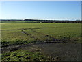 Farmland, Hall Flats