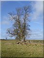 NZ0882 : Wintery tree near Angerton Moor by Oliver Dixon