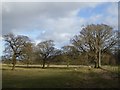 NZ0882 : Wintery trees in Bolam Parks by Oliver Dixon