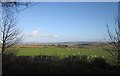 Sheep near Henley Cross