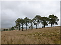 NS7127 : Rough grazing and pines near Longlandhead by Alan O'Dowd