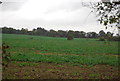 Crops near Culpho Hall