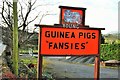 Guinea Pigs "Fansies"