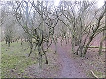 NT6872 : Thorn trees, Woodhall Dean by Richard Webb