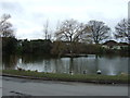 Village pond, Westwoodside