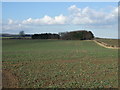 Crop field and woodland, Lingdales