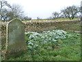 Snowdrops in Walcot Churchyard