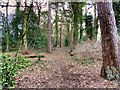 Path in Hewitts Wood