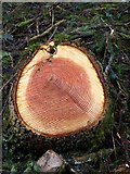 SX7889 : Cut tree, Cod Wood by Derek Harper