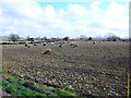 Sheep Eating Stubble Turnips