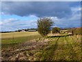 SU3882 : Track and farmland, Letcombe Regis by Andrew Smith