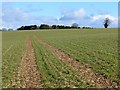 SU3975 : Farmland, Great Shefford by Andrew Smith