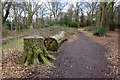 SJ4188 : Felled tree by the path in Childwall Woods by Bill Boaden