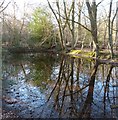 SP9711 : Ashridge Estate - Rectangular sided pond by Rob Farrow
