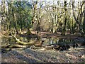 SP9711 : Ashridge Estate - A small round pond by Rob Farrow