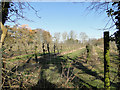 Vineyard at High House Farm