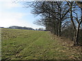 Footpath adjacent to trees