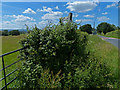 Hedge and gate along Ankerdine Road in Lower Broadheath