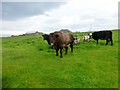 Cattle On Graemsay