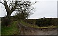 Well used bridleway