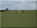 Grazing Deer off Thorpe Street