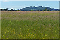 View across the meadow to Berrow Hill