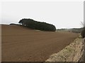 NT9351 : Arable land beside the Tweed by Graham Robson