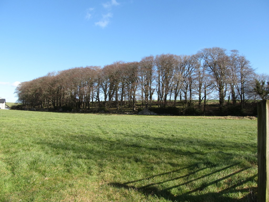 shelter-belt-along-the-boundary-of-the-eric-jones-geograph-ireland