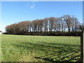 Shelter belt along the boundary of the Seaforde Demesne