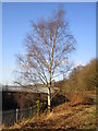 Silver birch by the Ridgeway Cycle Path