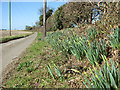 Daffodils beside Flowerdew Lane