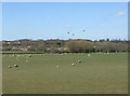 Grazing near Nortonside Farm