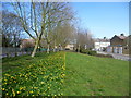 Daffodils alongside Upper Road