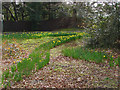 Daffodils, Broadwater Park